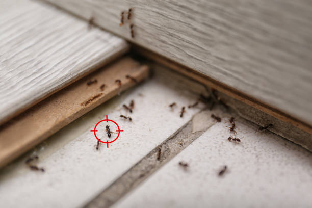 Best Pest Control for Businesses  in Coker, AL