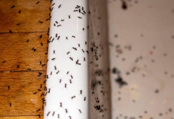 Best Pest Removal Services  in Coker, AL